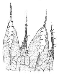 Rosulabryum capillare, endostome detail. Drawn from L.H. Millener 39, WELT M012001, G.O.K. Sainsbury 1715, WELT M01202, and A.J. Fife 7941, CHR 106613.
 Image: R.C. Wagstaff © Landcare Research 2015 